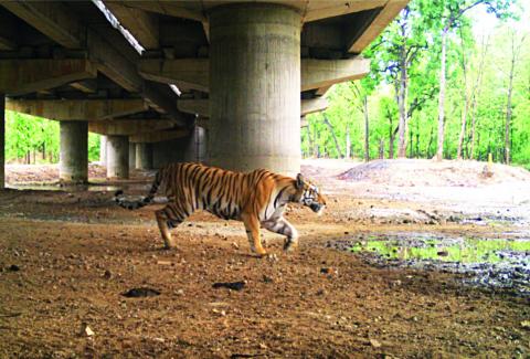 India First Dedicated Wildlife Corridor on Nagpur-Jabalpur section of NH-44