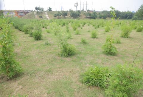 Launch of 'Swachhata Hi Seva' campaign with nationwide plantation drive