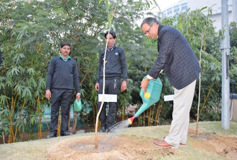 Swacchta Pakhwada Plantation